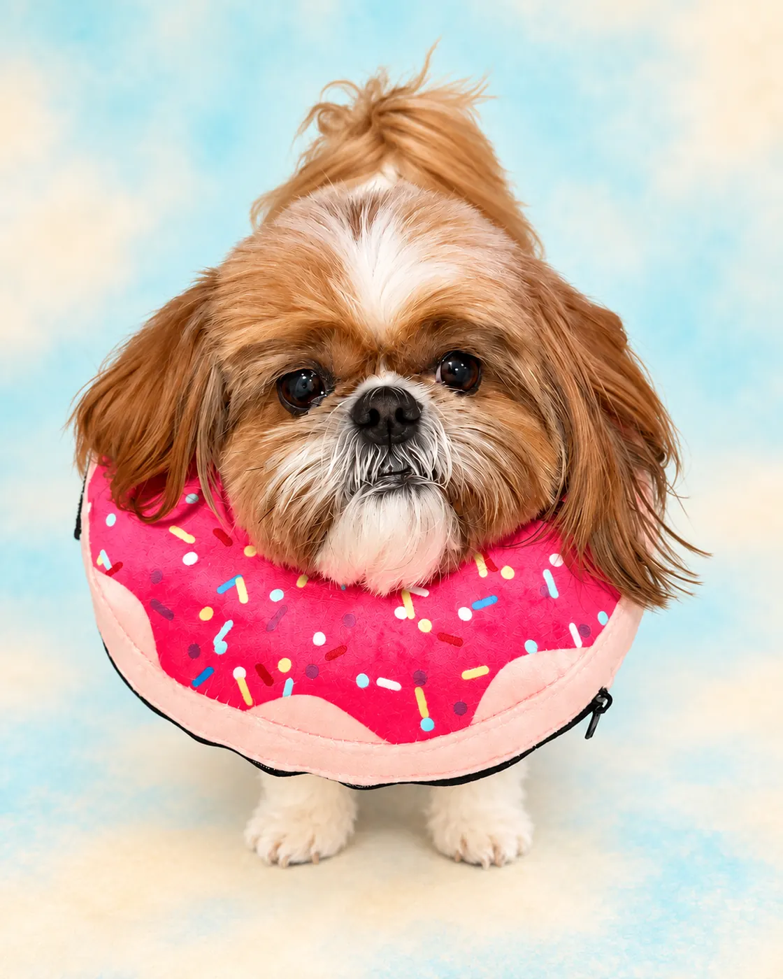 Mabel, a shih tzu, wearing a donut-shaped soft recovery collar