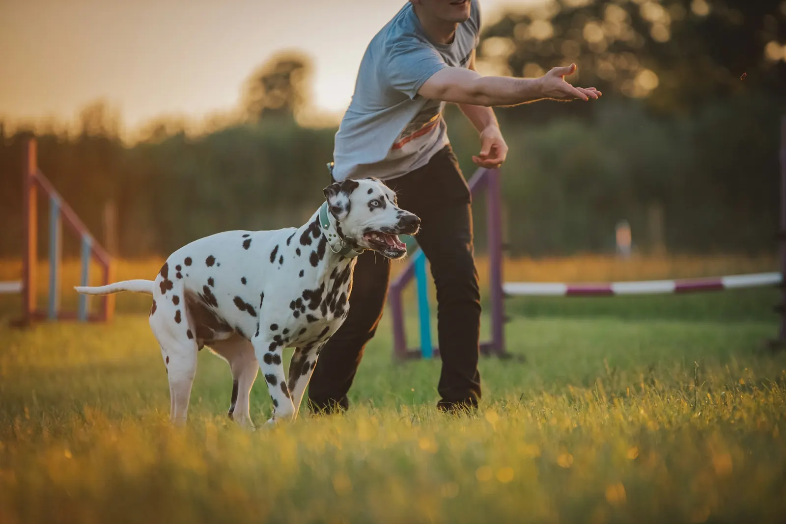 Man tossing a treat to his Dalmatian during a game of catch in a sunny field