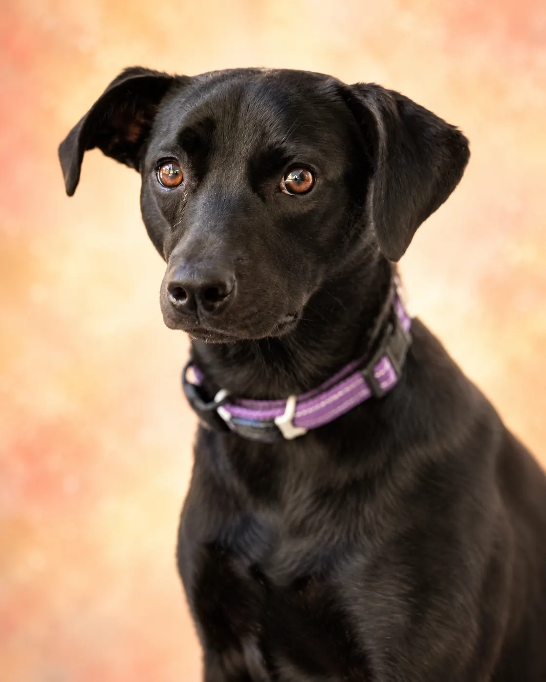 Olive, a black lab mix with a purple collar