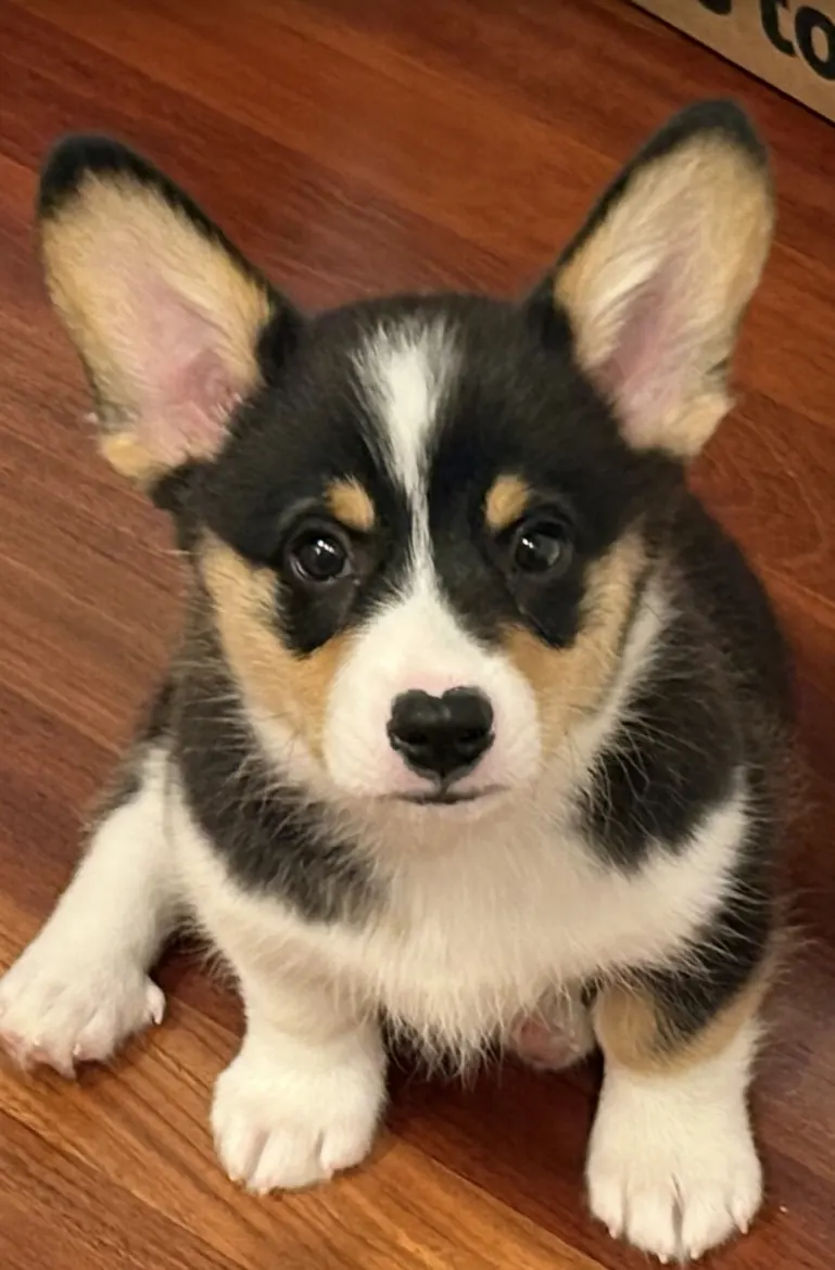 Ollie as a corgi puppy sitting on a wood floor