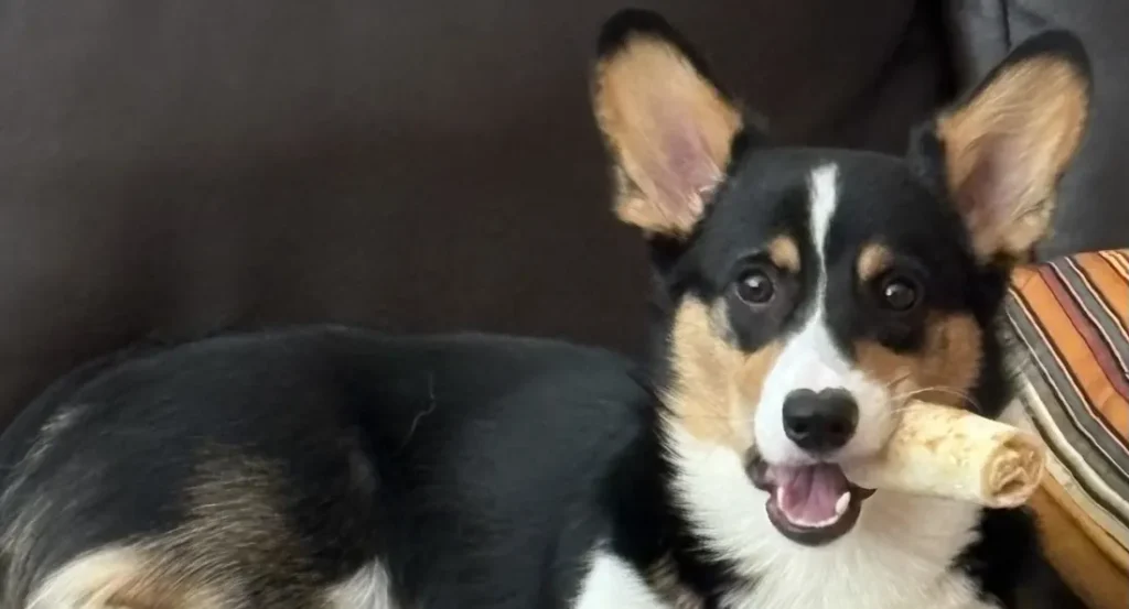 Ollie, a tricolor corgi, lying on a couch with a chew toy