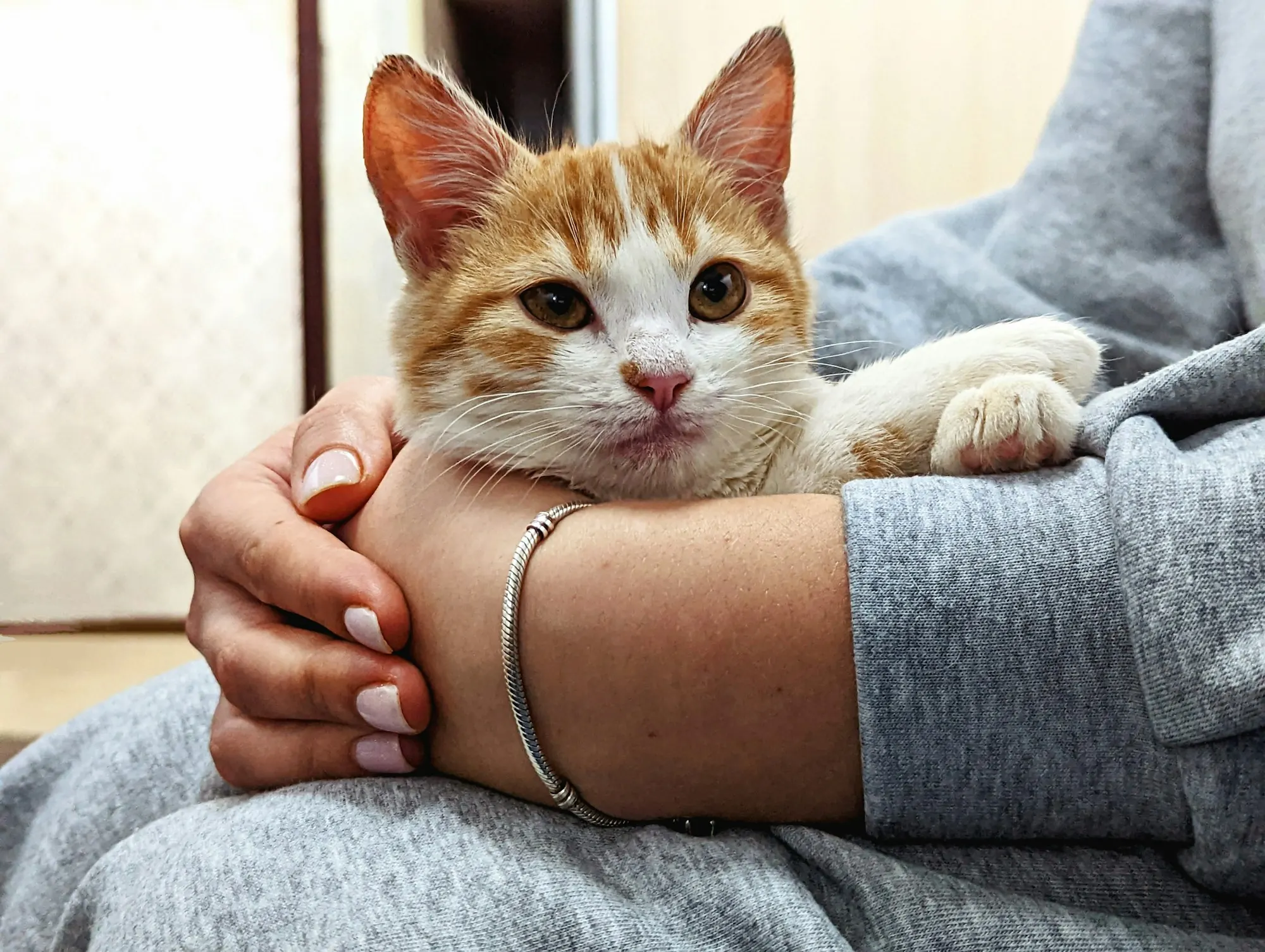 Orange and white cat resting comfortably in its owner's arms