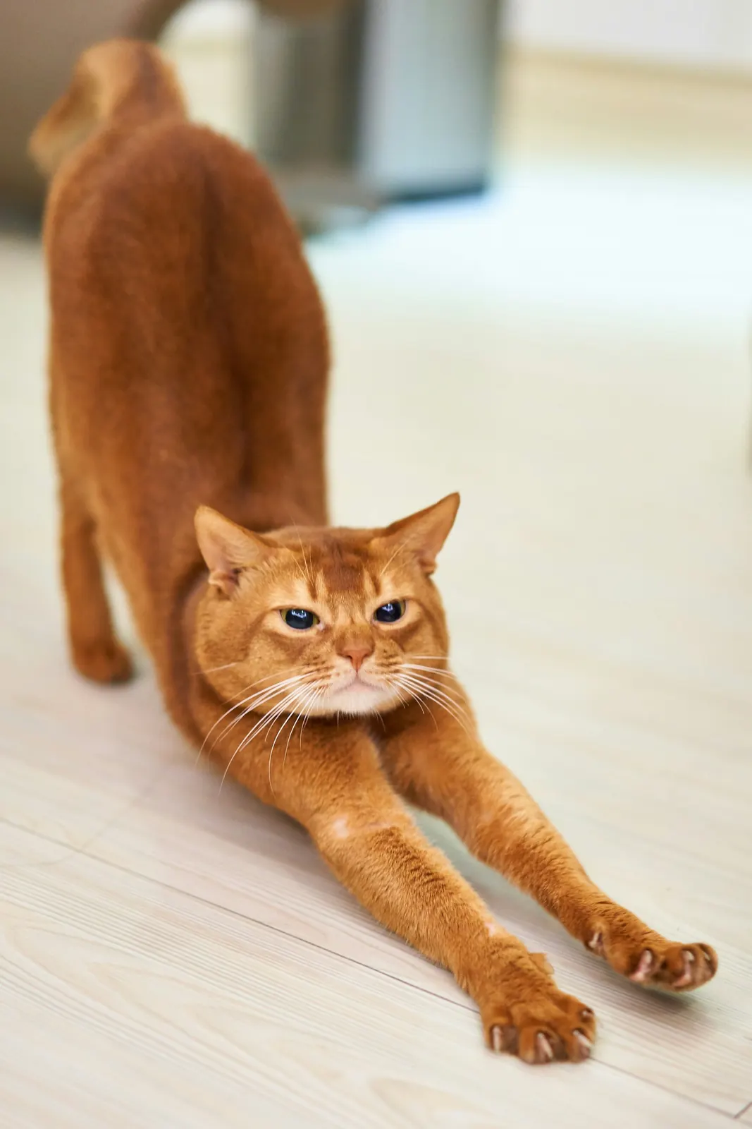 Orange cat stretching out its front legs on a light floor