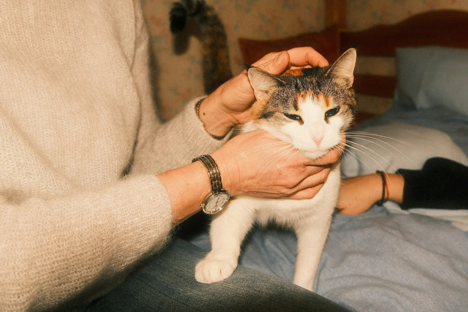 Owner gently holding and comforting a calico cat on a bed