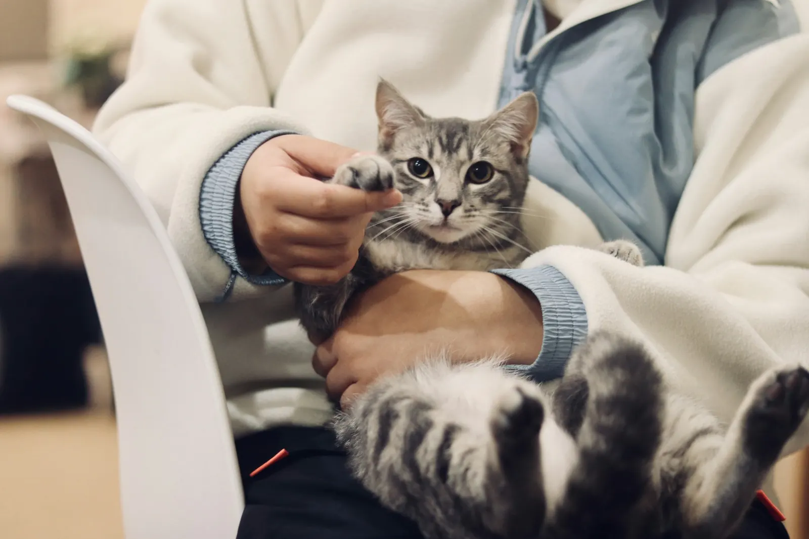 Owner gently holding a relaxed silver tabby cat's paw on their lap