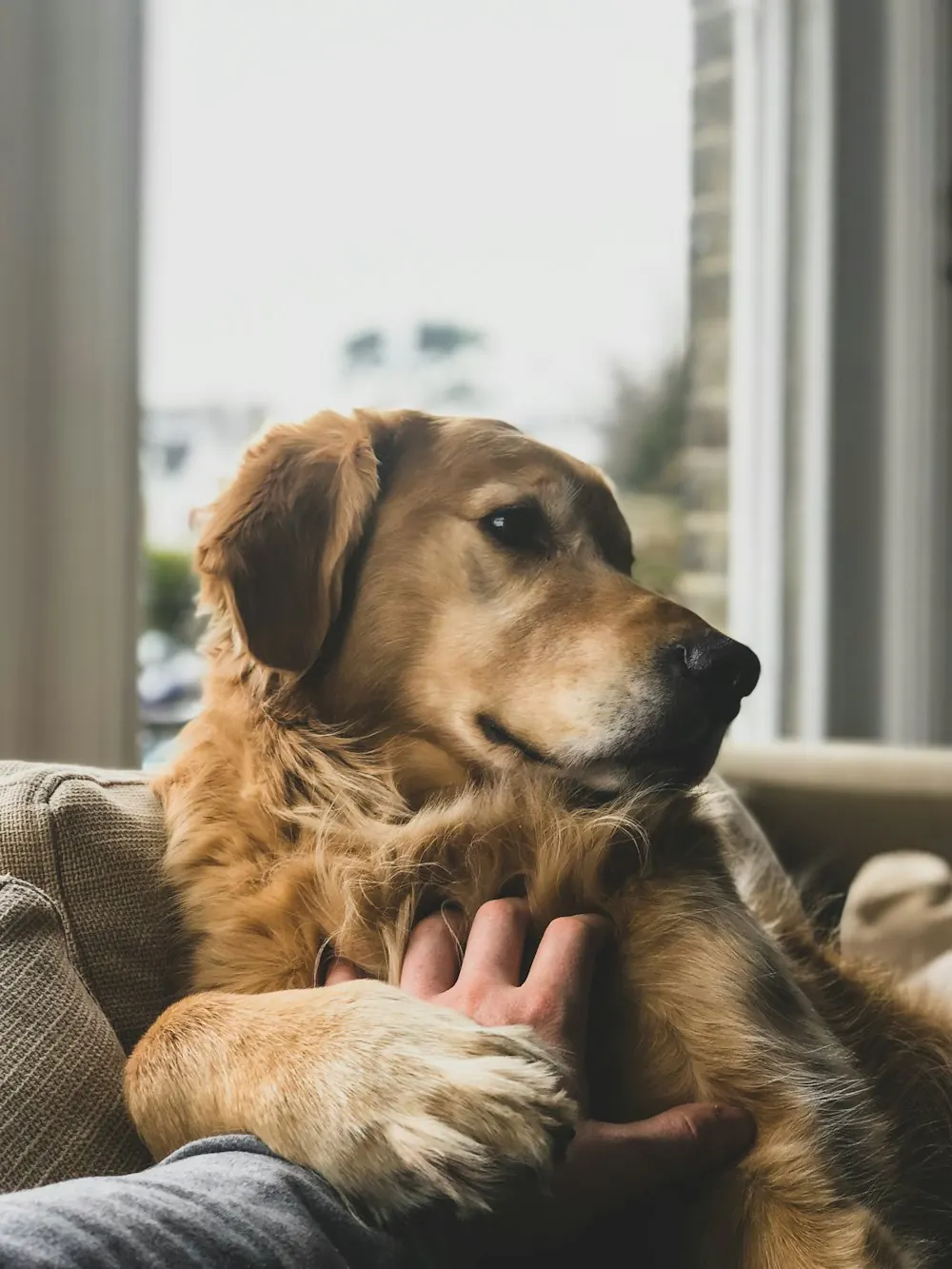 Owner petting a golden dog on the couch