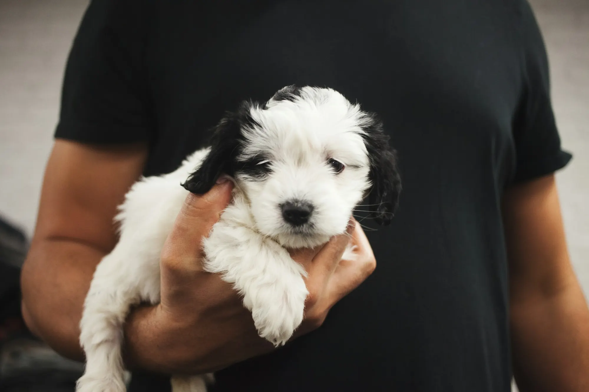 Person in a black T-shirt gently carrying a fluffy black and white puppy
