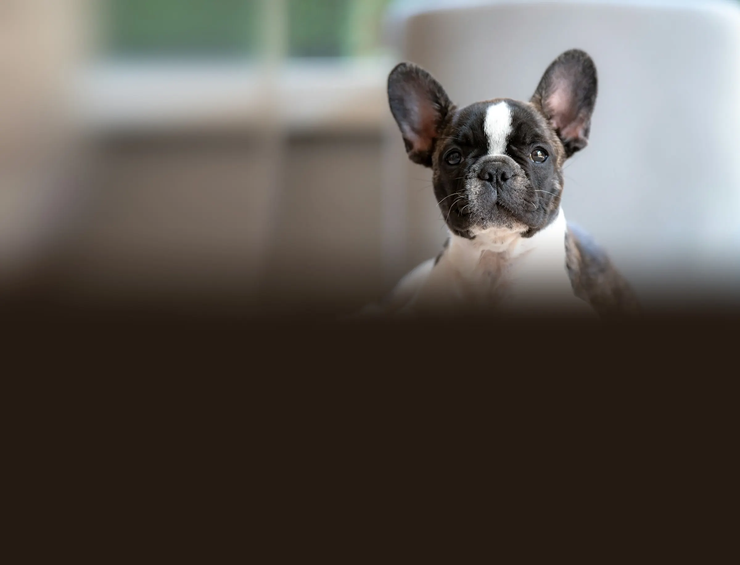 Black and white pied French bulldog puppy looking at the camera in a bright home