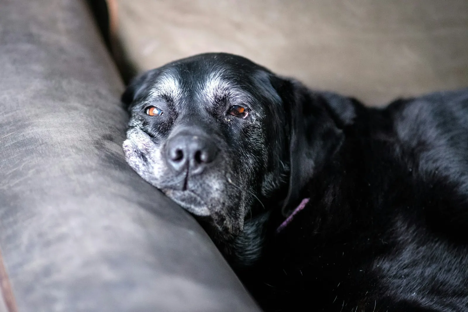 Senior black dog with a grey muzzle resting its head on the couch