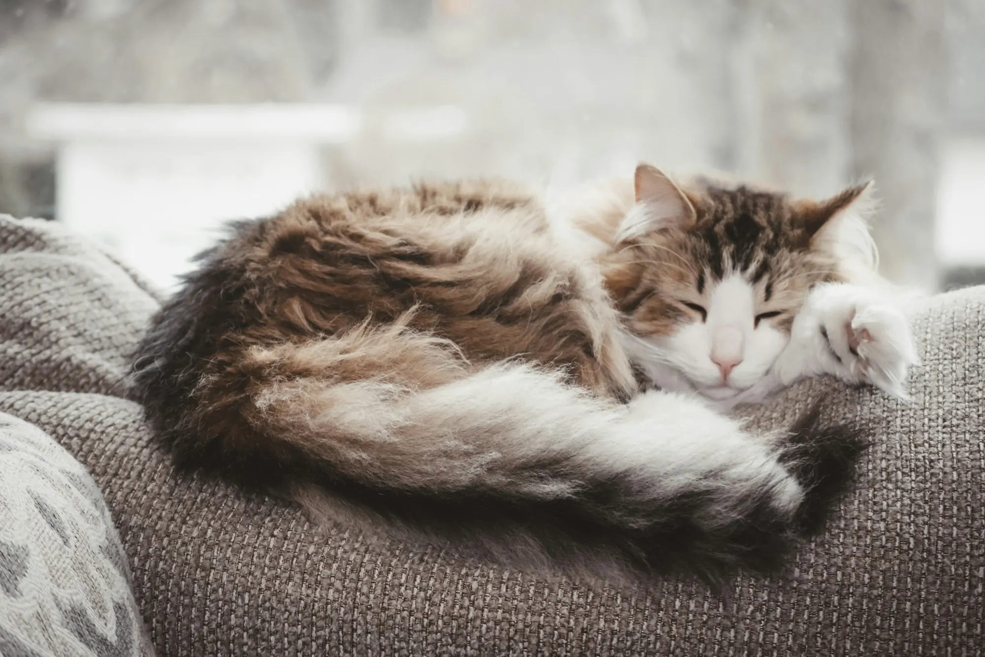 Palliative & Hospice Care at Healing Haven Animal Clinic