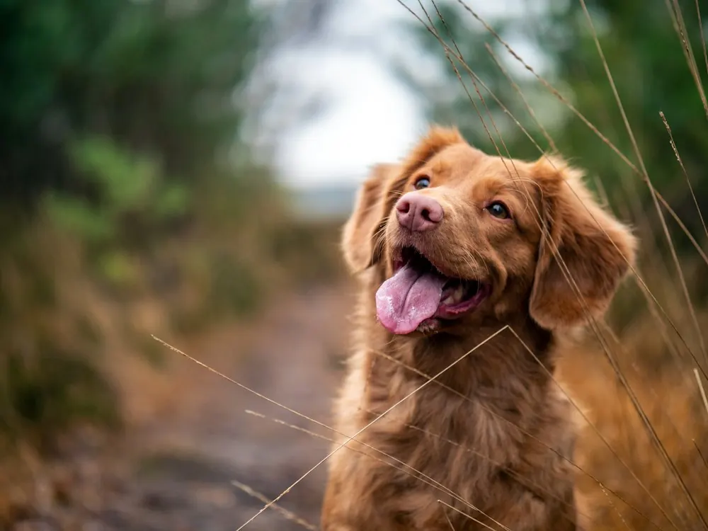 Smiling red retriever standing on a grassy trail