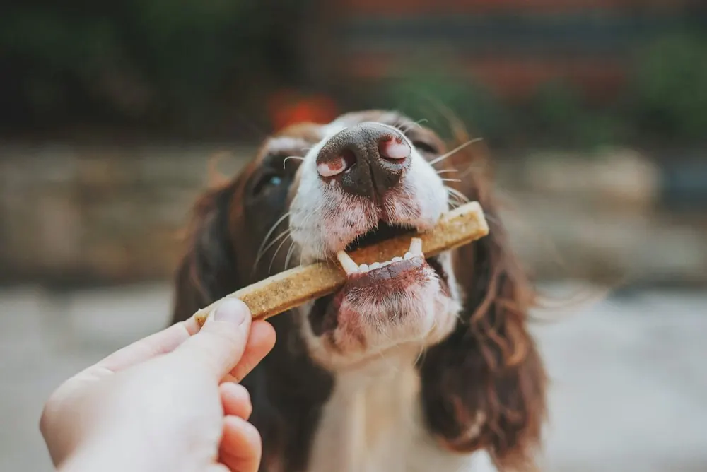 Spaniel chewing a dental treat