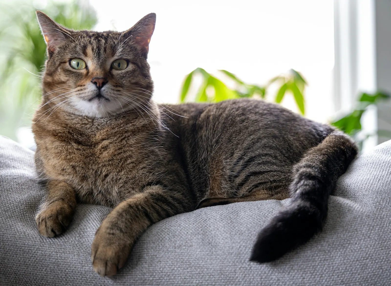 Tabby cat lounging on a soft grey cushion by houseplants