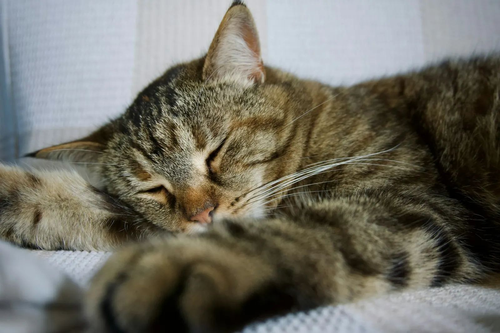 Surgery at Healing Haven Animal Clinic
