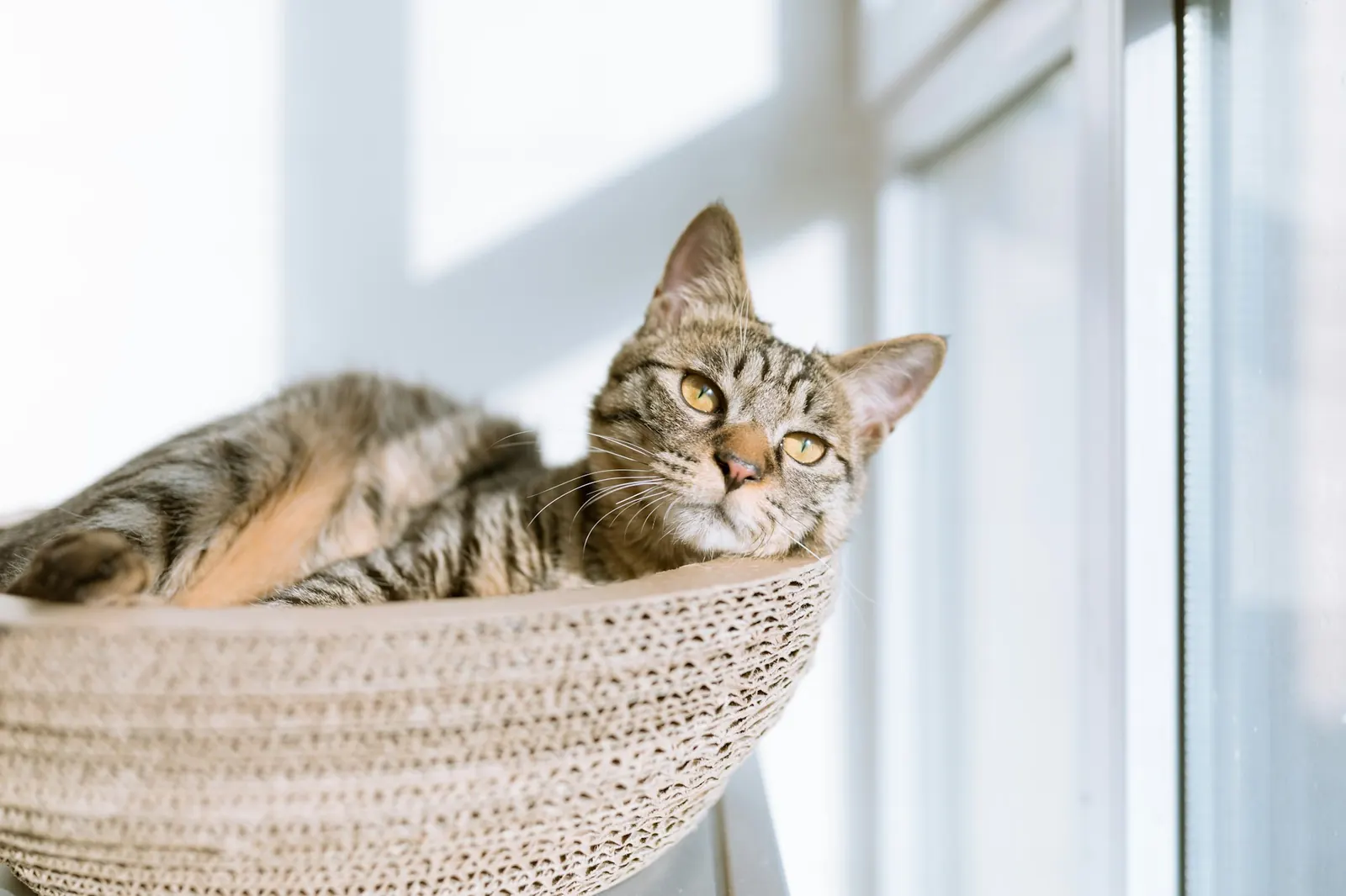 Tabby cat relaxing in a woven bed by a bright window