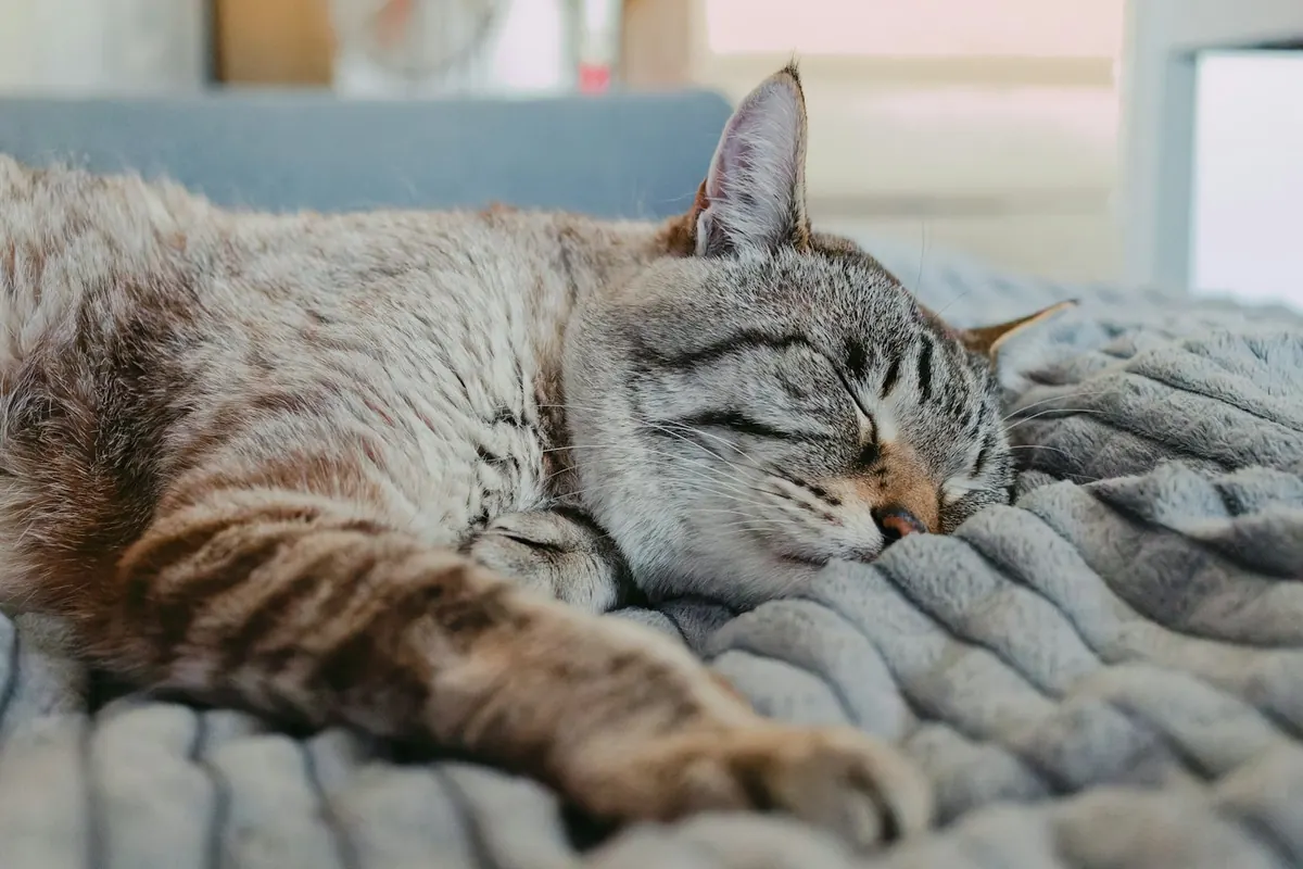 Tabby cat sleeping peacefully on a soft knit blanket