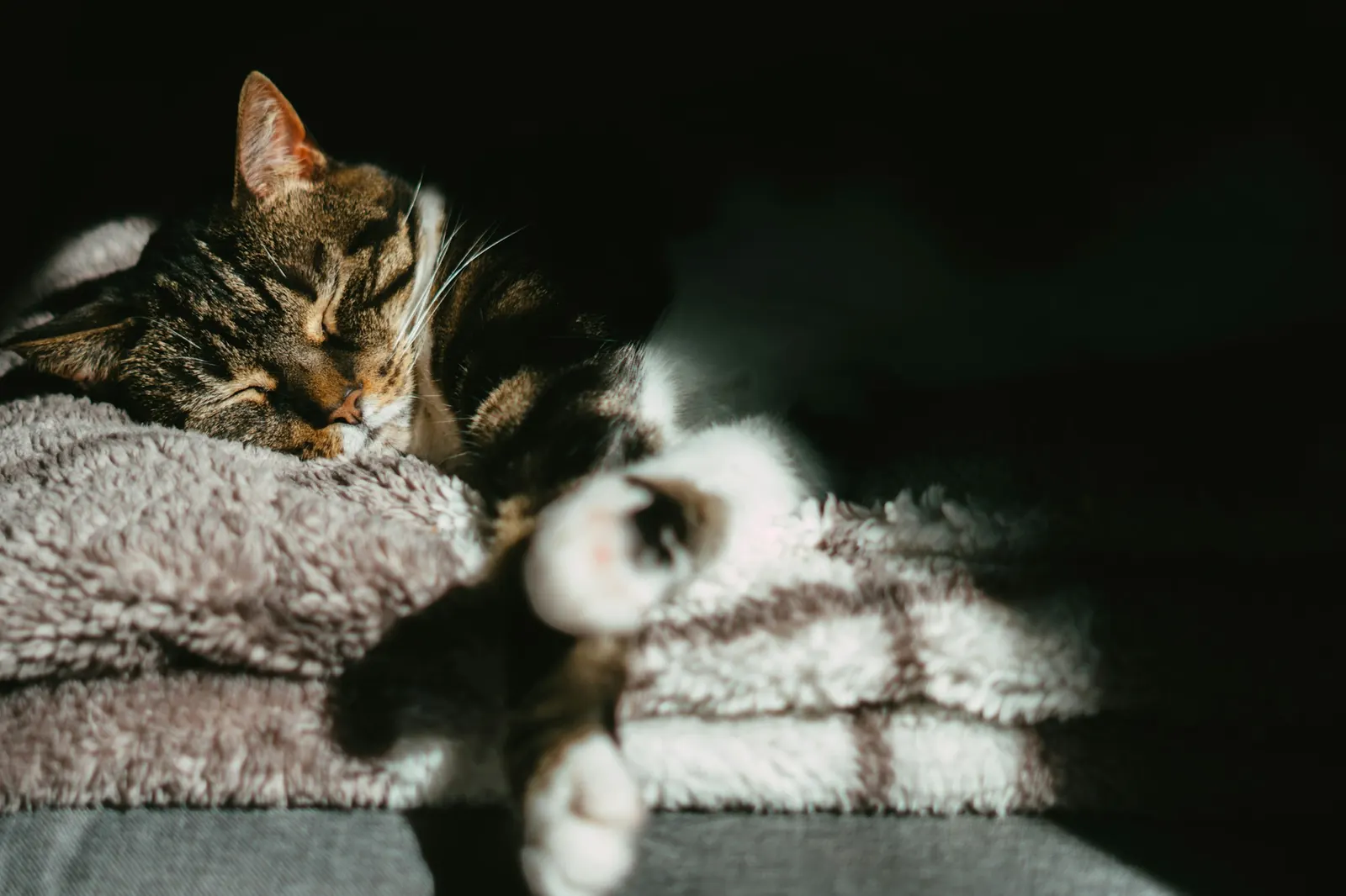 Tabby cat sleeping on a folded blanket in a patch of sunlight