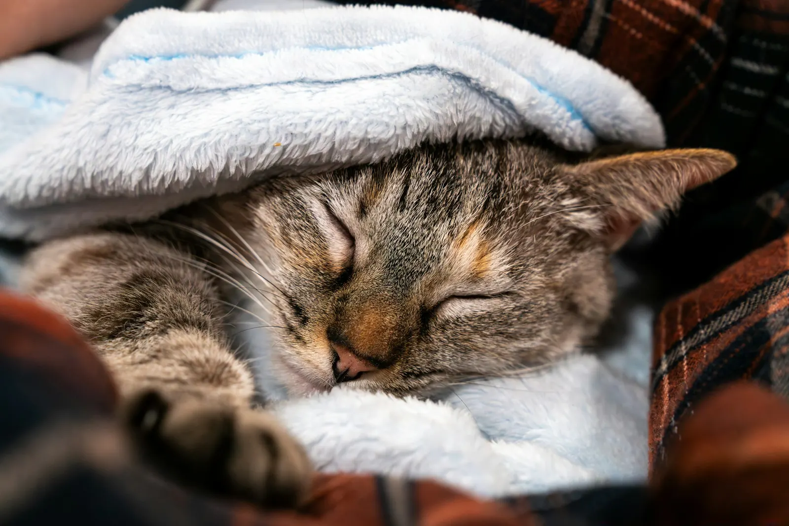 Tabby cat sleeping peacefully under a soft blanket