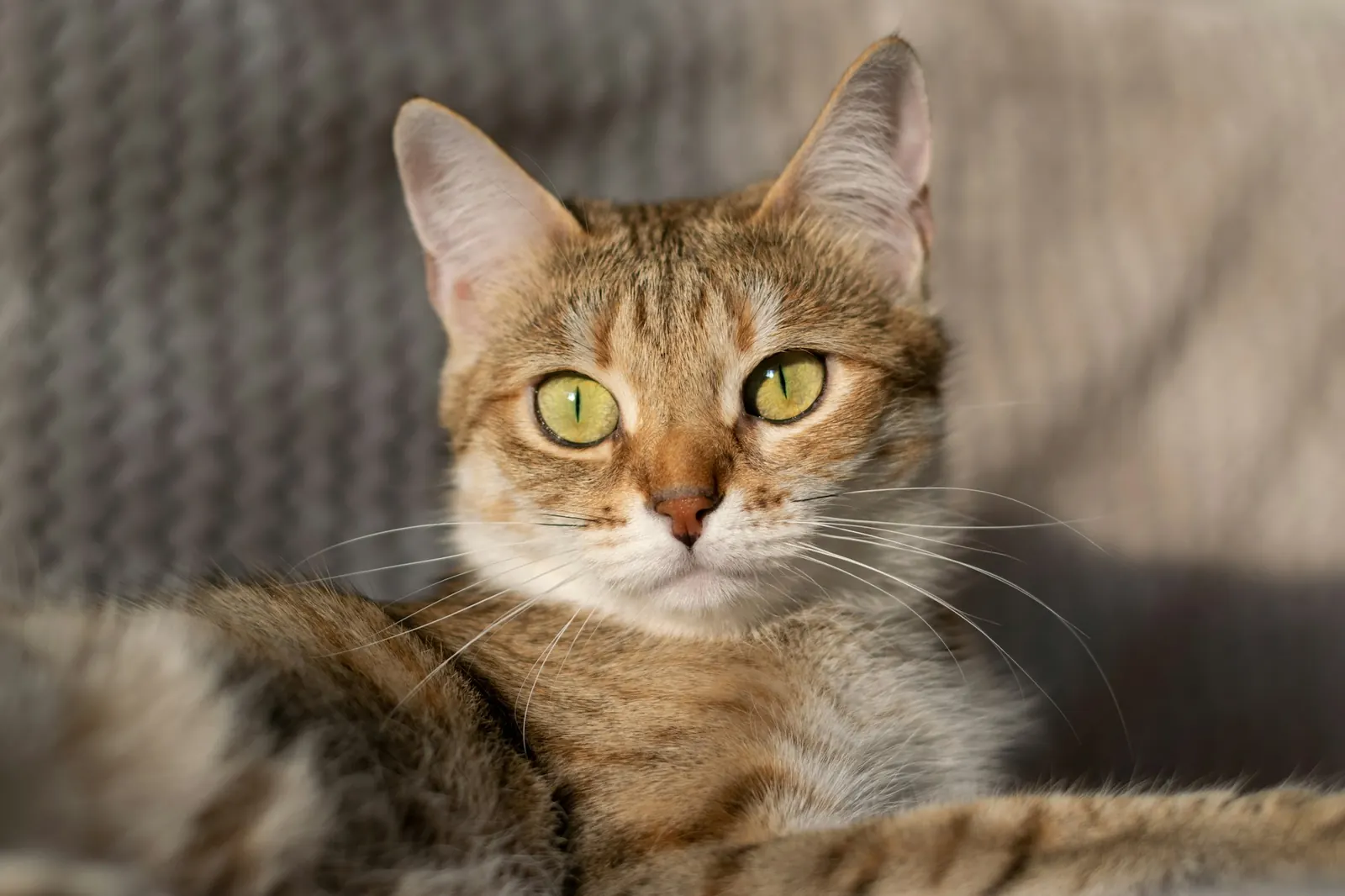 Close-up of a tabby cat with green eyes in soft light