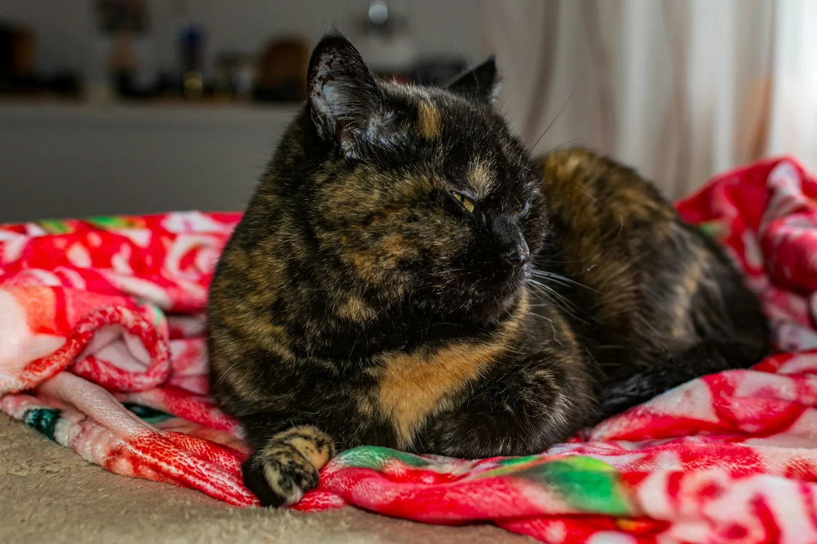 Tortoiseshell cat resting on a colorful blanket