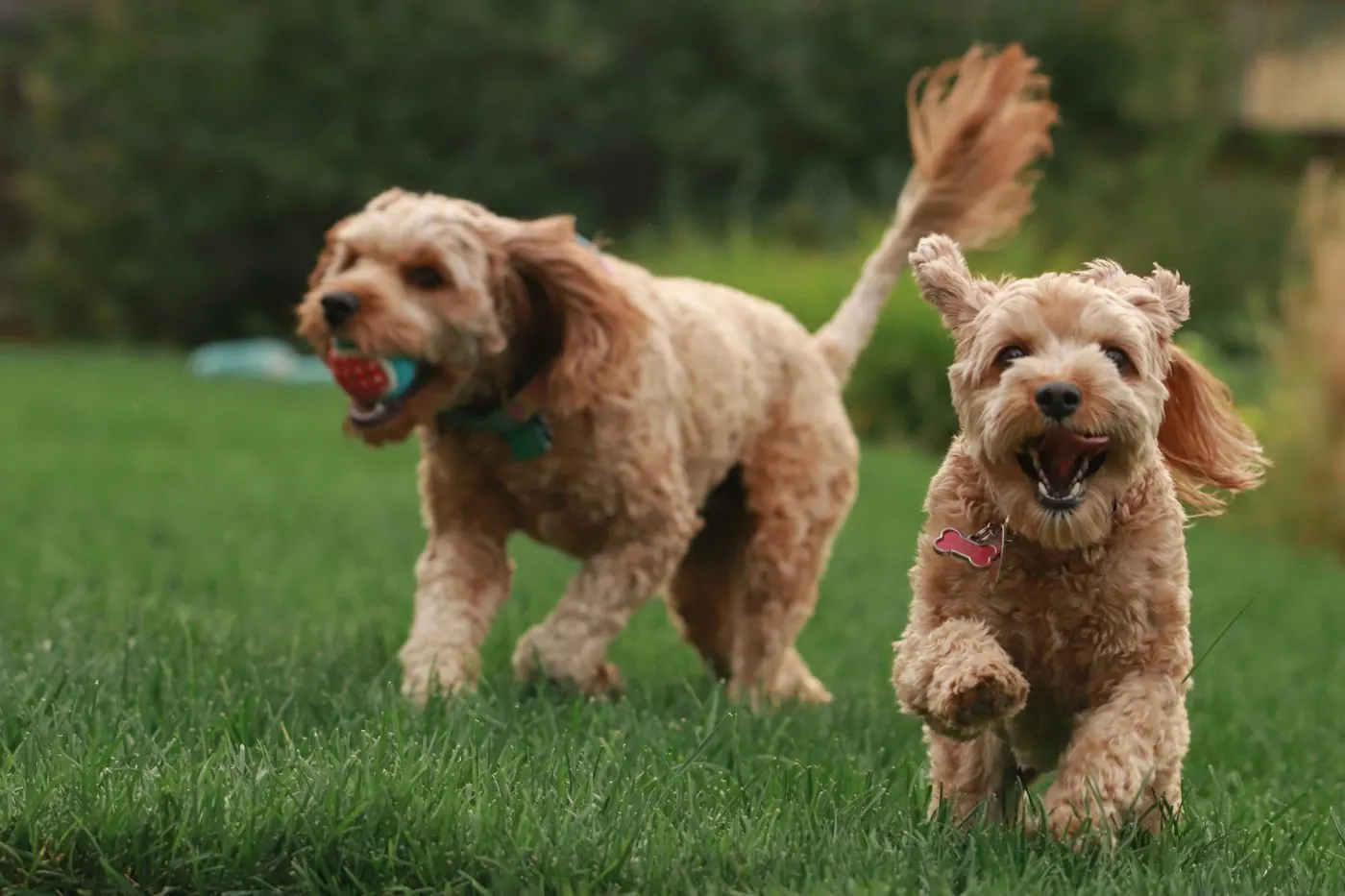 Two doodles running in the grass
