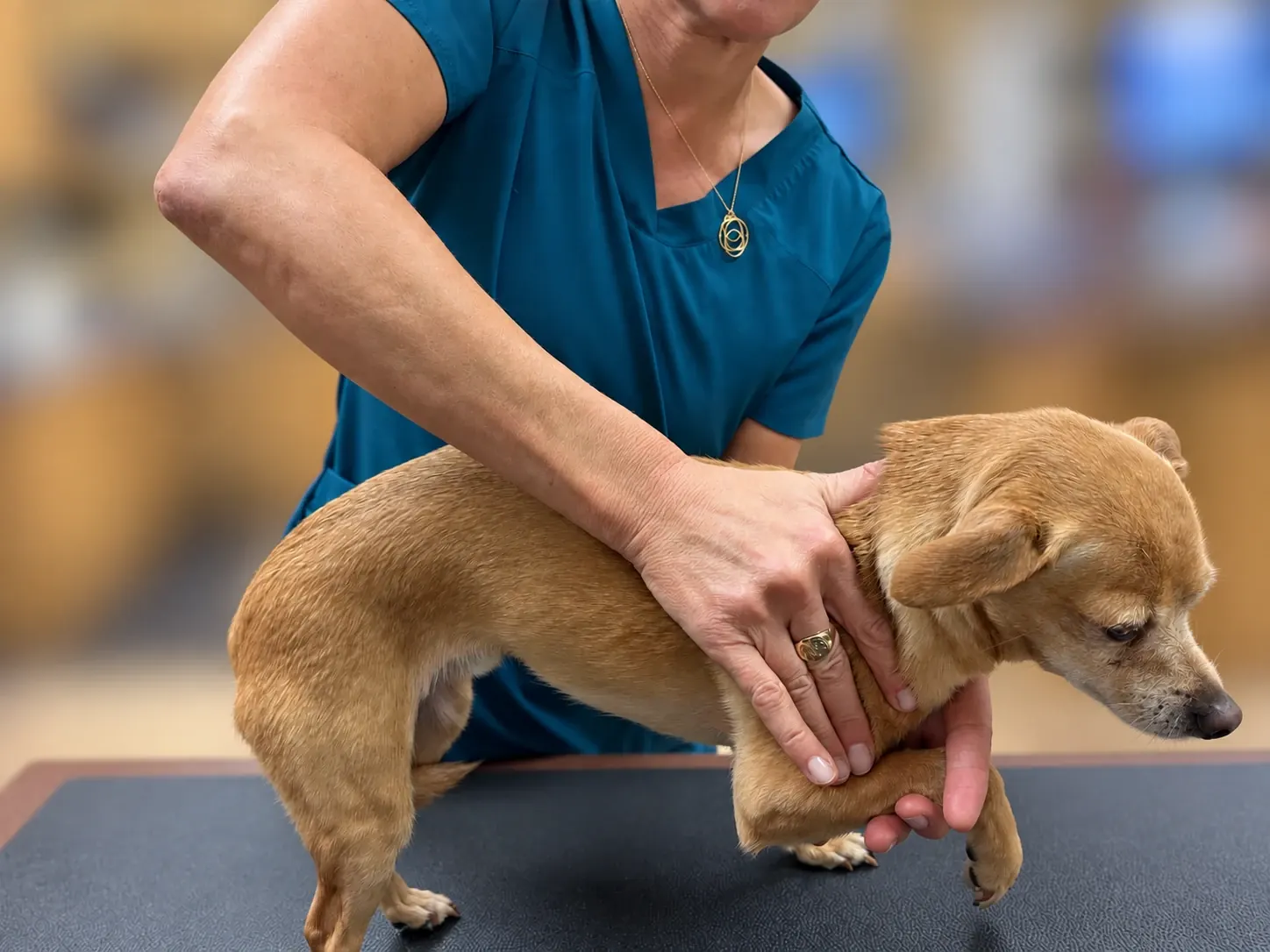 Spinal Manipulation (VSMT) at Healing Haven Animal Clinic