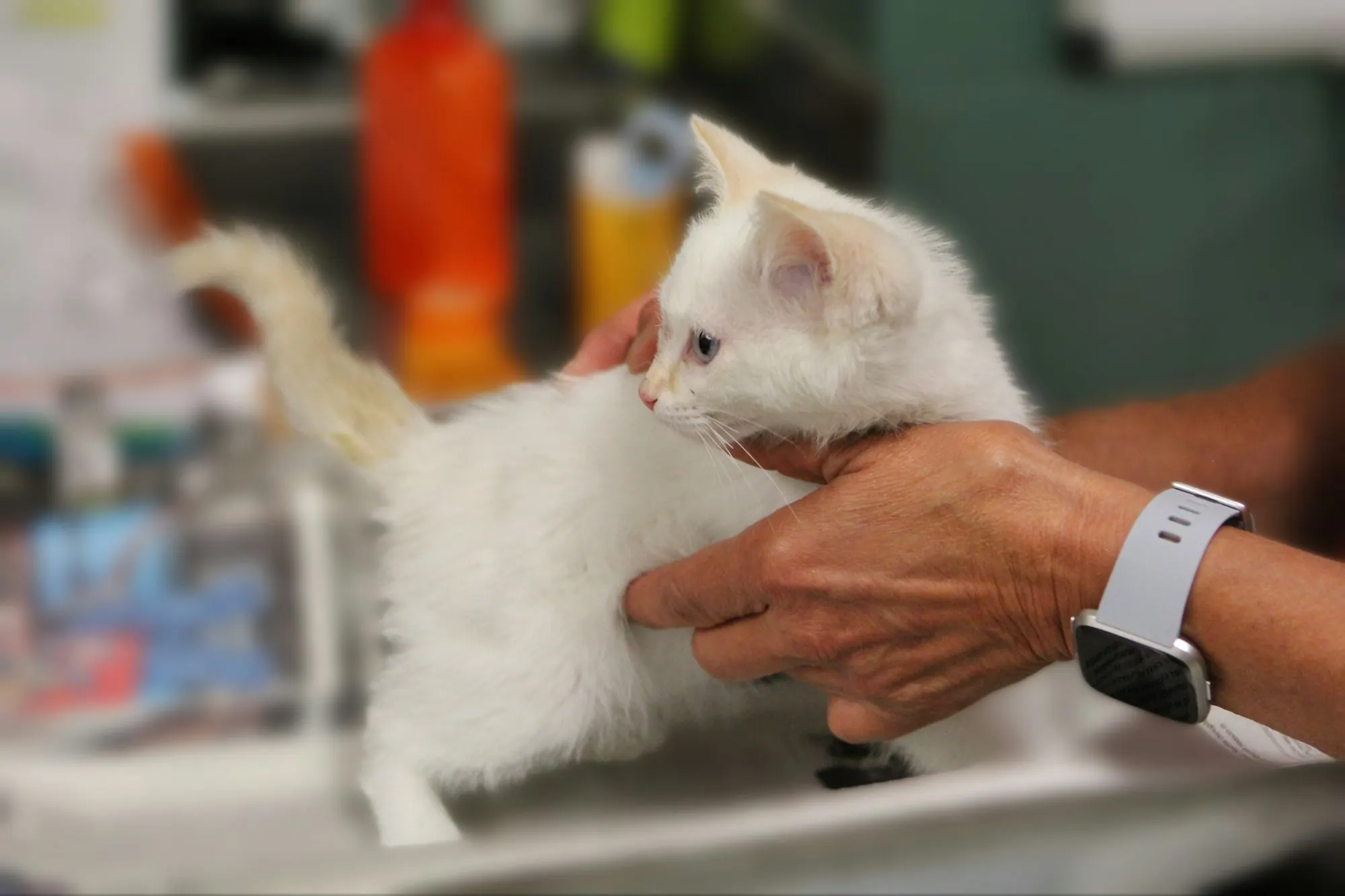 Wellness & Preventive Care at Healing Haven Animal Clinic