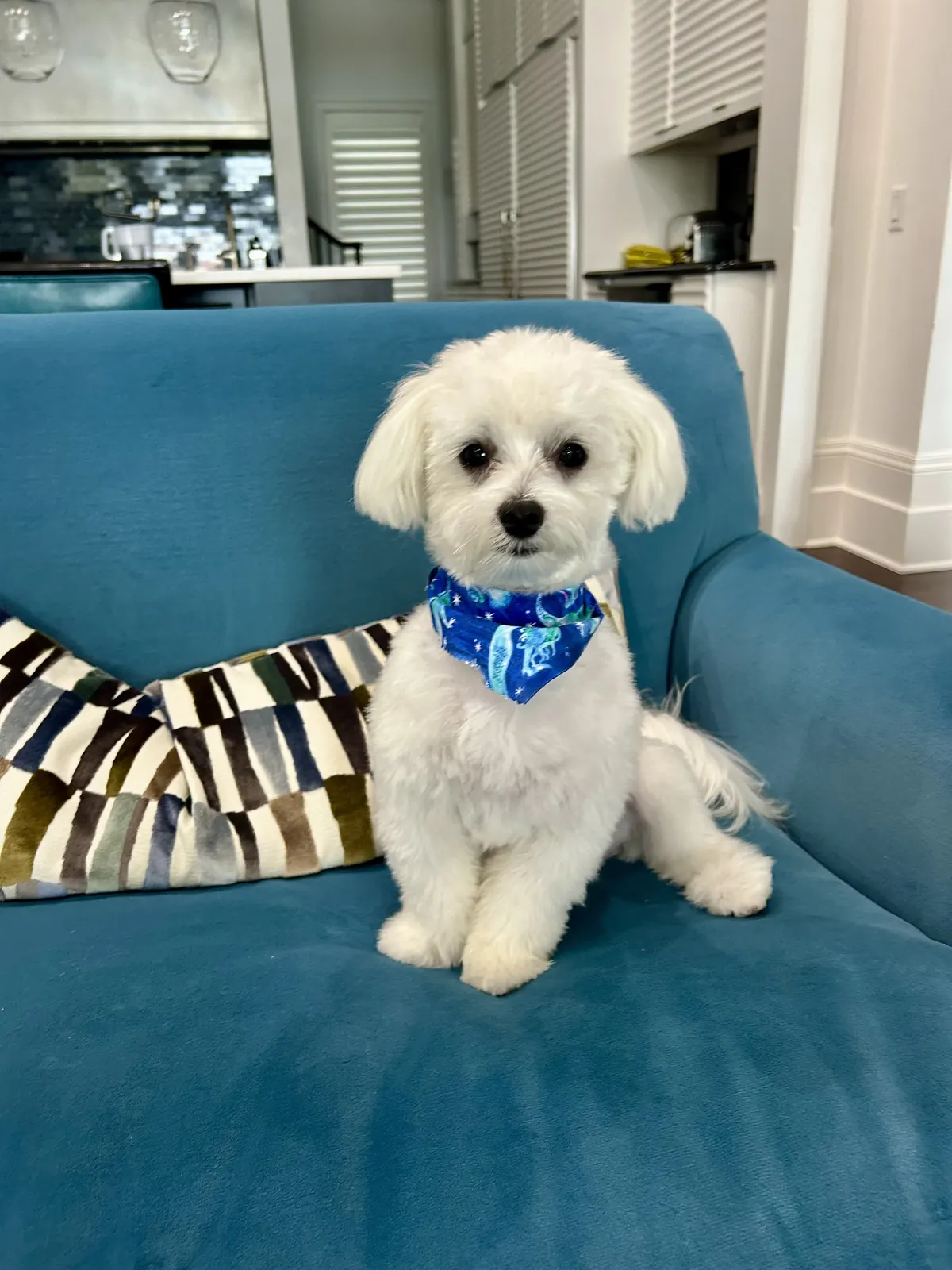 A Healing Haven client with her dog