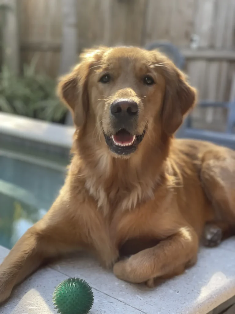Zahn, a golden retriever, relaxing poolside with a green ball